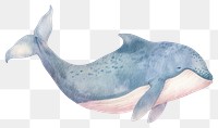 PNG Whale animal mammal shark.