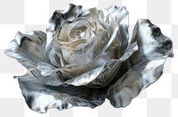 PNG Rose in titanium texture rose flower plant.