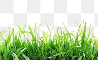 PNG Beautiful green grass border vegetation plant lawn