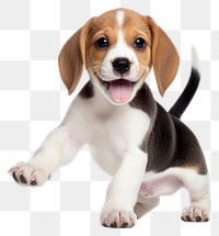 PNG Happy smiling dancing beagle puppy animal mammal hound