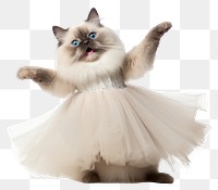 PNG Birman cat animal mammal kitten.