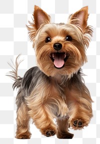 PNG Happy smiling dancing yorkshire terrier mammal animal pet