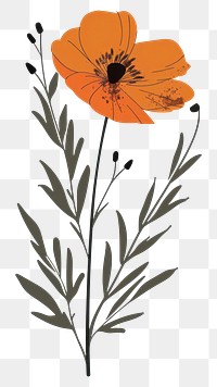 PNG Flat vector hand drawn illustration a wildflower asteraceae graphics blossom.