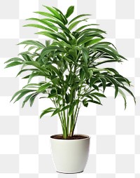 PNG Tropical tree plant in home arecaceae planter pottery.