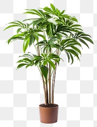 PNG Tropical tree plant in home arecaceae leaf potted plant.