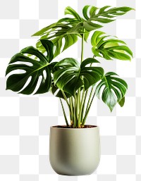 PNG Monstera in a pot tree arecaceae planter.