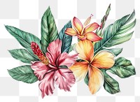 PNG Tropical flowers hibiscus blossom pattern.