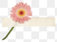 PNG Gerbera flower petal daisy.