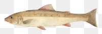 PNG Fish seafood animal white background.