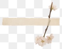 PNG Sakura blossom flower petal.