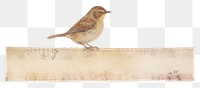 PNG Bird sparrow animal paper.