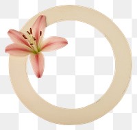 PNG Lily flower petal plant white background.