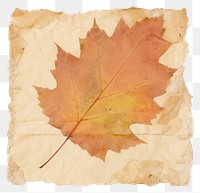 PNG Autumn leaf ripped paper backgrounds plant tree.