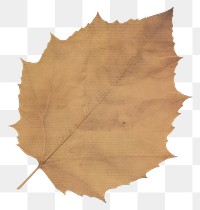 PNG Brown autumn leaf ripped paper backgrounds plant tree.