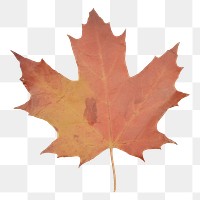 PNG Maple leaf ripped paper backgrounds plant tree.