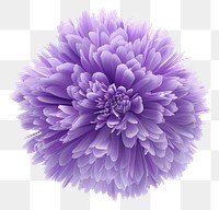 PNG 3d render of aster flower purple fur fluffy plant white background inflorescence.