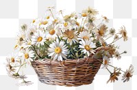PNG Daisy basket daisy asteraceae.