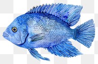 PNG Blue Tang fish in style pen and ink animal blue white background.