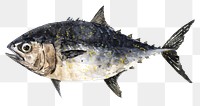 PNG Black color Mackerel animal fish white background.