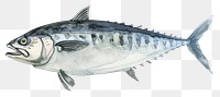 PNG Mackerel fish in style pen and ink animal sketch white background.