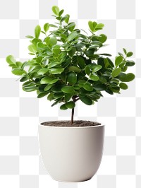 PNG Plant in home bonsai leaf tree