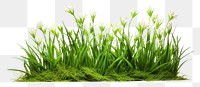PNG Fresh green grass lawn flower plant white background tranquility.