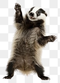 PNG Happy smiling dancing badger wildlife animal mammal.