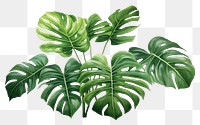 PNG Jungle plant clipart leaf white background xanthosoma