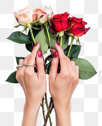 PNG Woman hands holding roses flower finger plant.