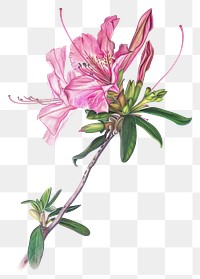 PNG Realistic pencil drawing azalea flower pencil sketch texture blossom petal plant.