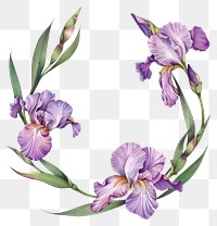 PNG Iris border flower purple wreath