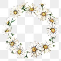 PNG Little daisy circle border pattern flower plant.