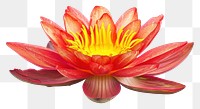 PNG Orange lotus flower petal plant