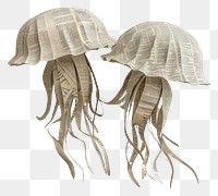 PNG Ephemera paper jellyfish art clothing pattern.