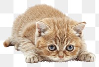 PNG Sad baby cat animal mammal kitten.