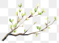 PNG Tree branch watercolor blossom plant leaf