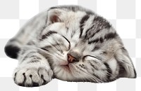 PNG Sleeping baby scottish fold cat animal mammal kitten.