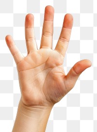 PNG Hand raising 5 fingers white background gesturing touching.