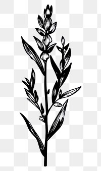 PNG Plant drawing sketch leaf