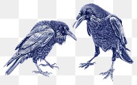 PNG Vintage drawing carrion crows animal bird blue.