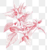 PNG Bouquet drawing sketch plant