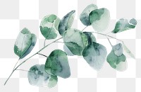 PNG Eucalyptus branch plant leaf white background