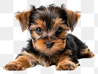 PNG Threaten baby yorkshire terrier mammal animal puppy.