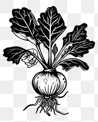 PNG Vegetable drawing sketch plant.