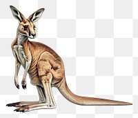 PNG Kangaroo wallaby animal mammal.