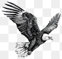 PNG  Eagle animal flying bird