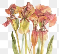 PNG  Tropical pitcher plants illustrated blossom drawing