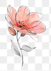 PNG Flower sketch art illustrated