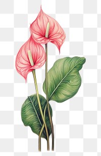 PNG  Vintage drawing Anthurium flower anthurium sketch