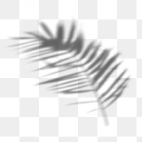 PNG palm leaf shadow effect, transparent background